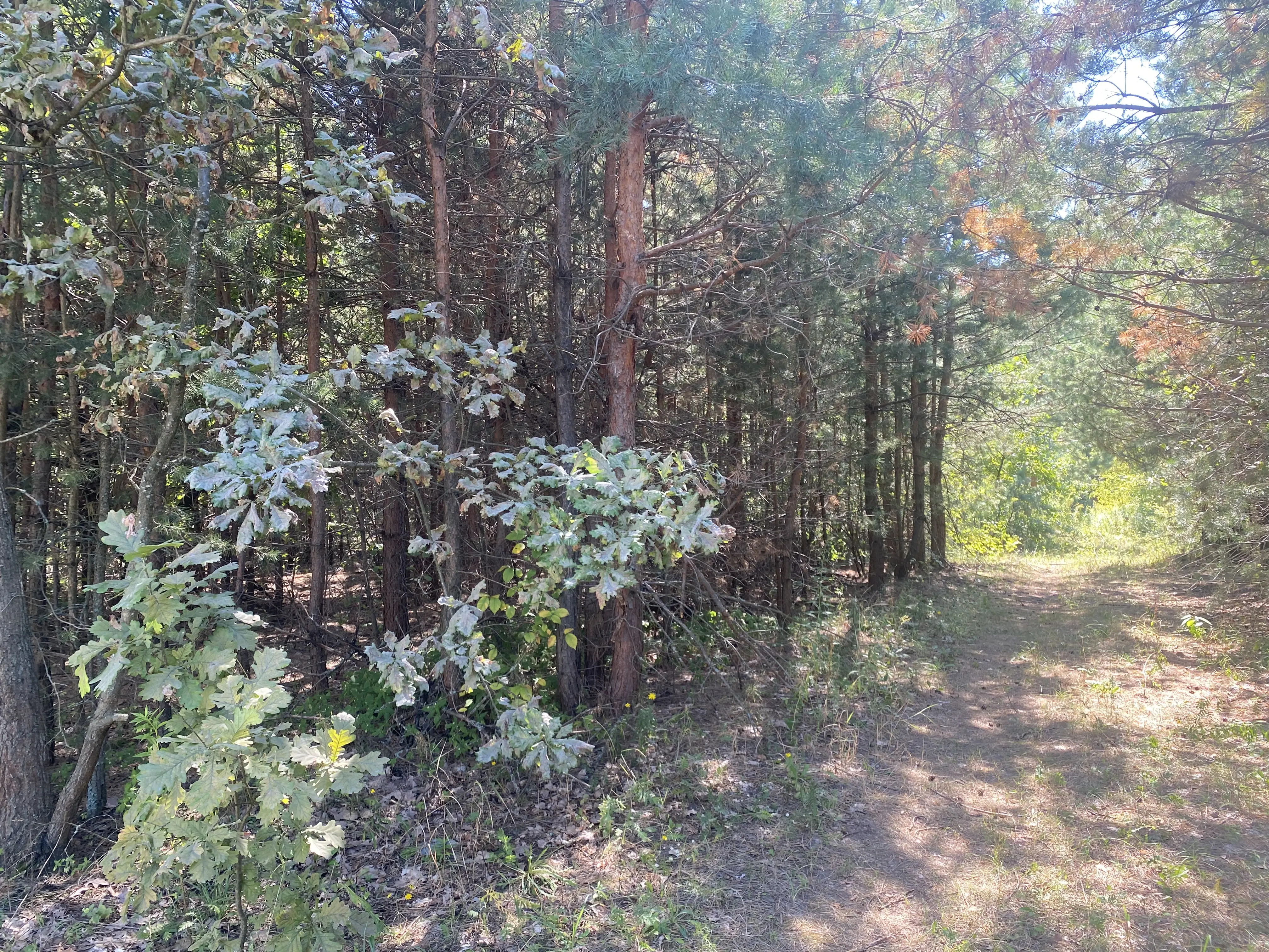 Фото Selling a land plot, Ozernyi Lane (Proletarskyi Lane)  Tarasivka, price: 58000 $, code 519