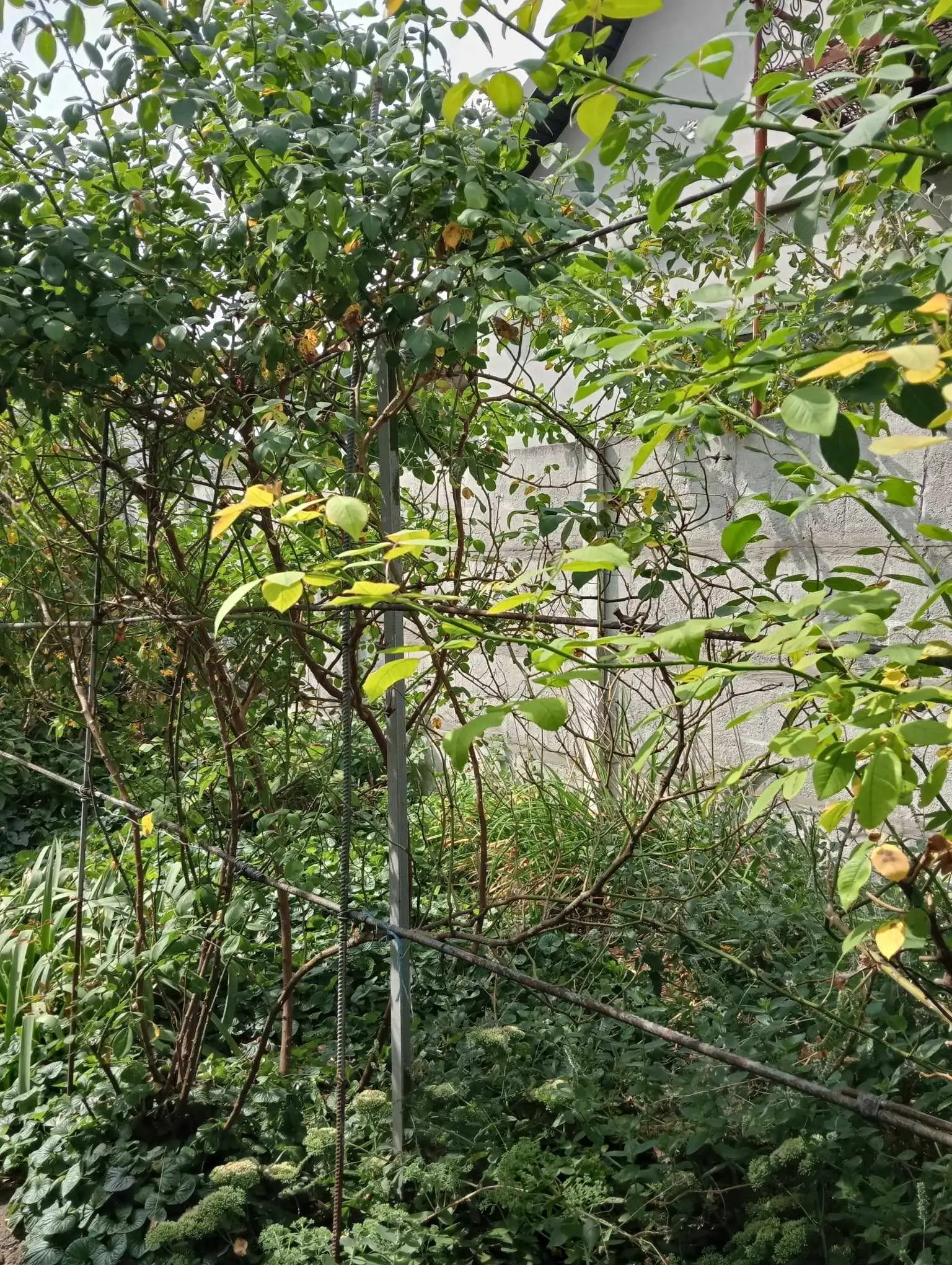 Фото Selling a house, 145 sq.m., Velykoprominska Street (Kirova Street)  Boryspil, price: 60000 $, code 1223