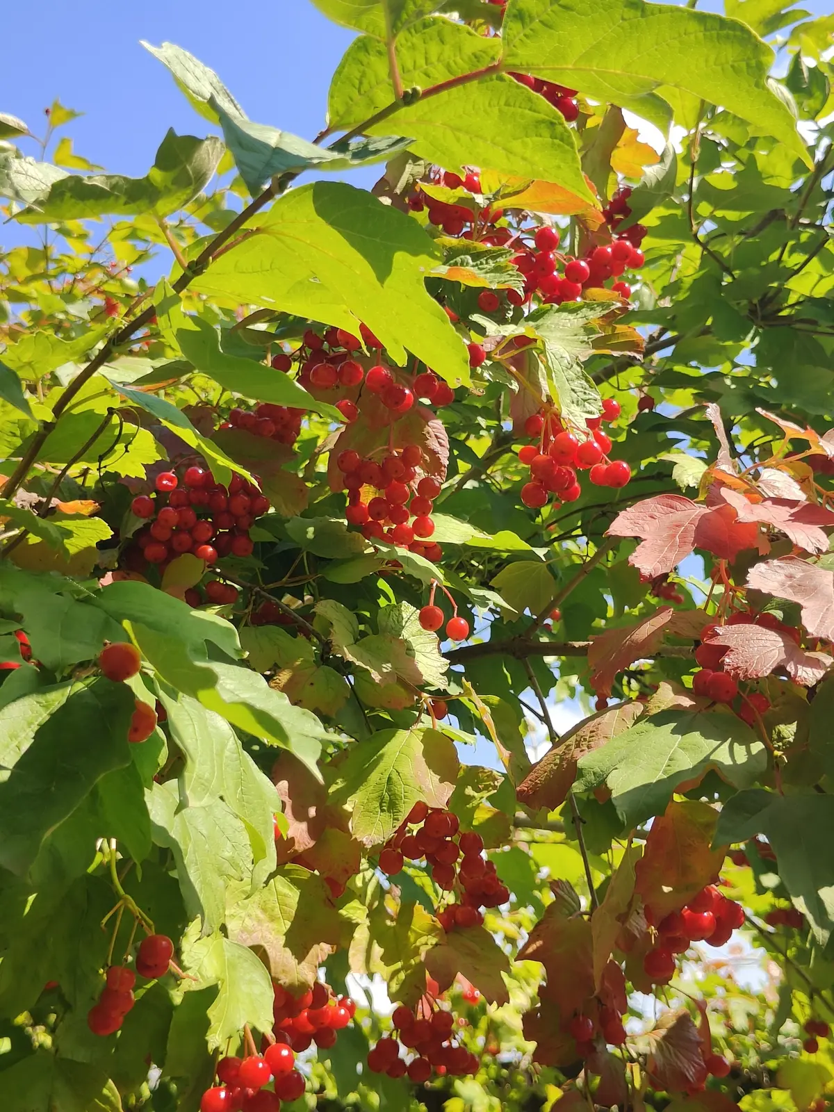Фото Продаю будинок, 196 кв. м, Світанкова вул.  Бориспіль, ціна: 120000 $, код 3590