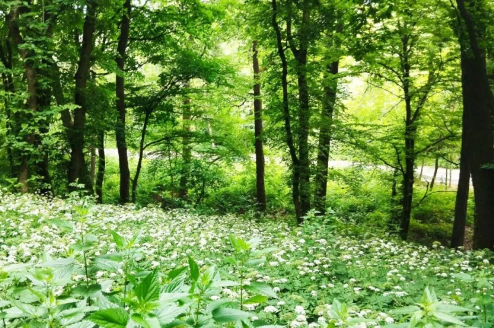 Фото Продаю земельну ділянку, Лисогірський пров.  Київ, ціна: 195000 $, код 3591