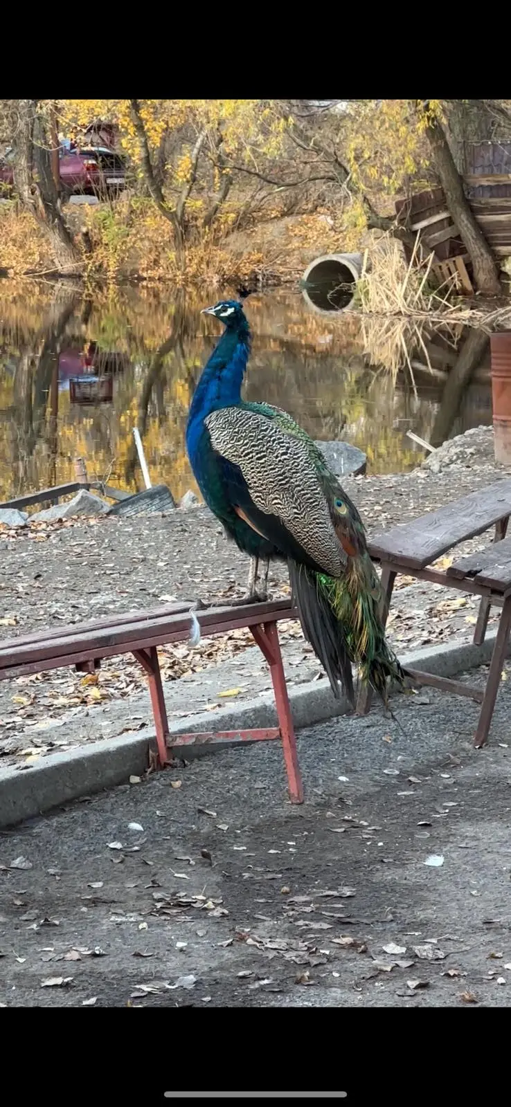 Фото Продаю готовий бізнес, 1000 кв. м, Дніпро, ціна: 750000 $, код 3979