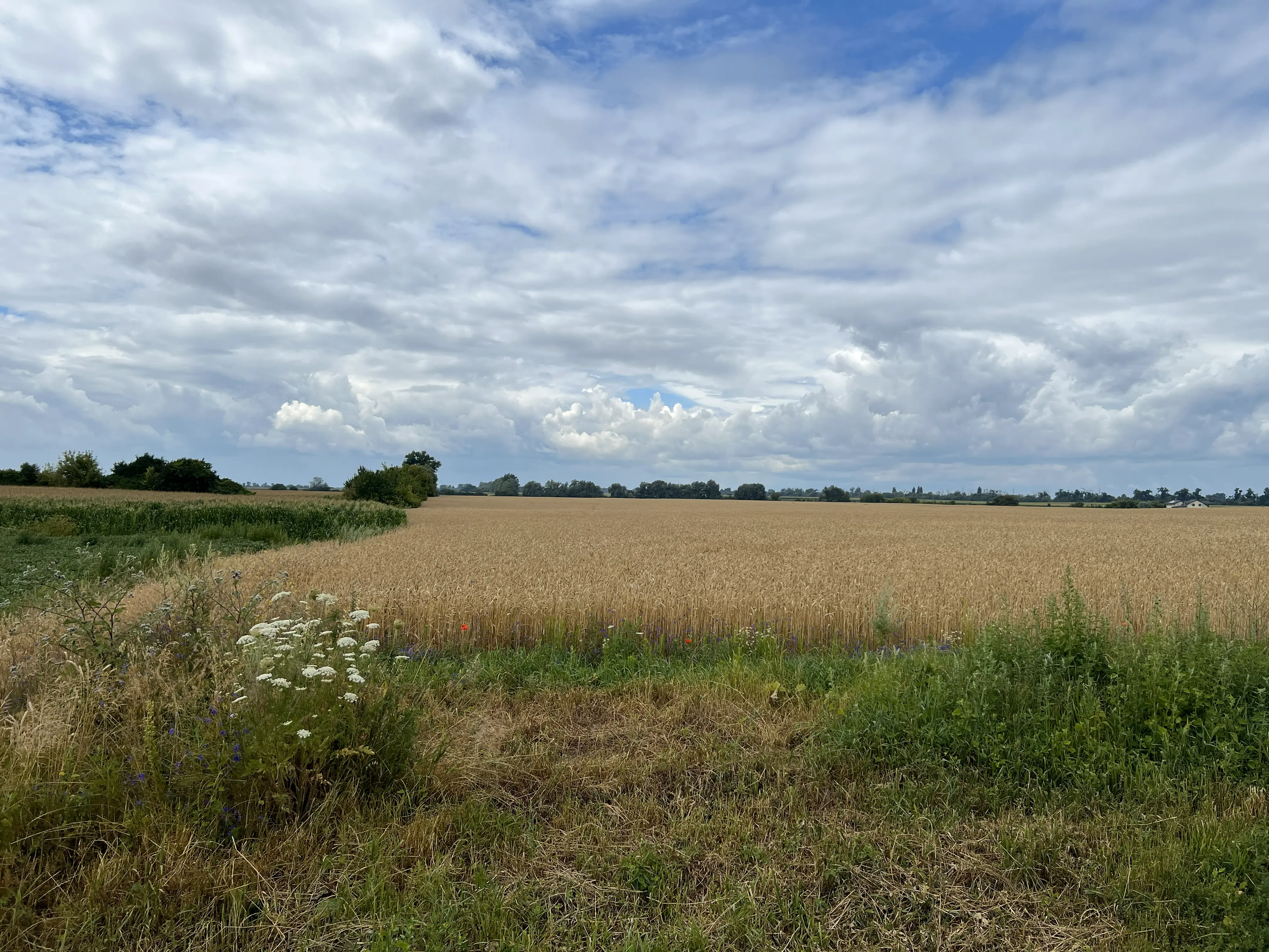 Фото Продаю земельну ділянку, Здорівка, ціна: 2712000 $, код 4031