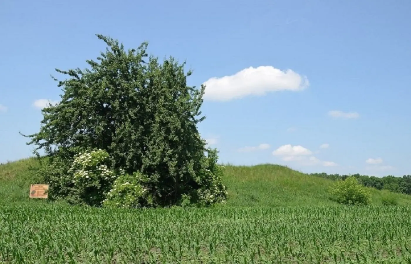 Фото Продаю земельный участок, Радужная ул.  Переяславське, цена: 13500 $, код 4121