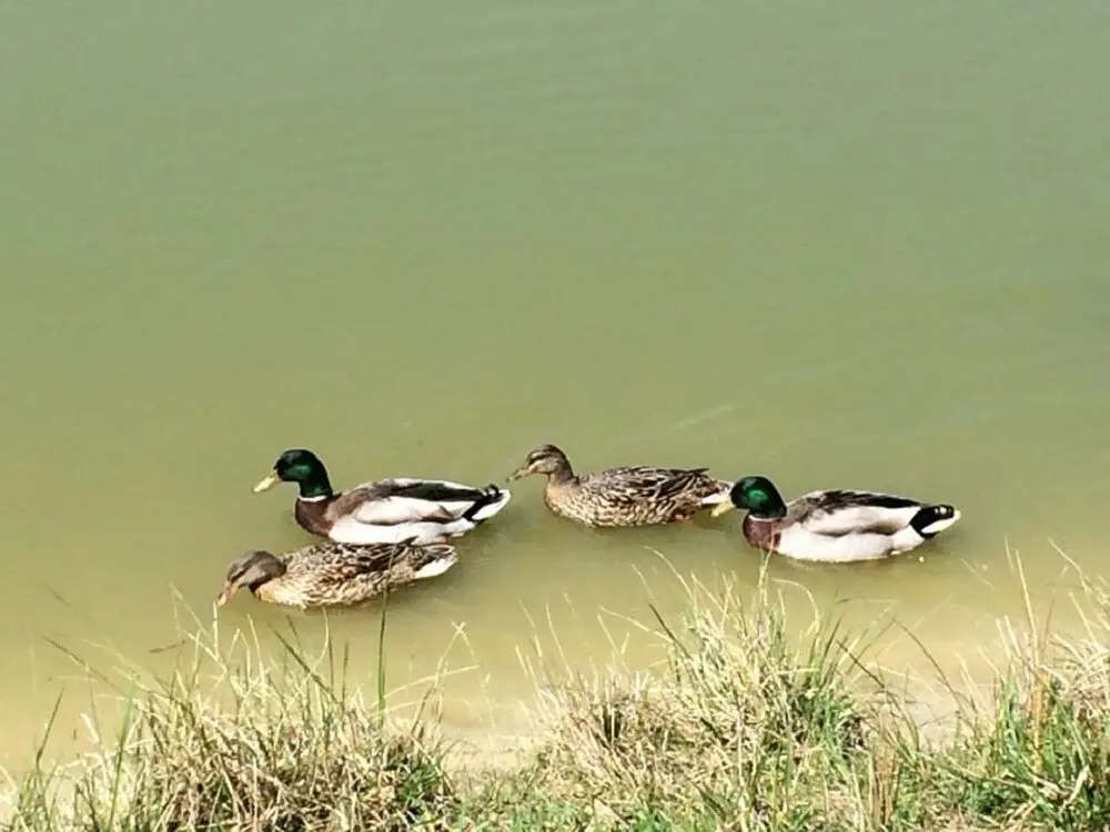 Фото Продаю земельный участок, Радужная ул.  Переяславське, цена: 13500 $, код 4121