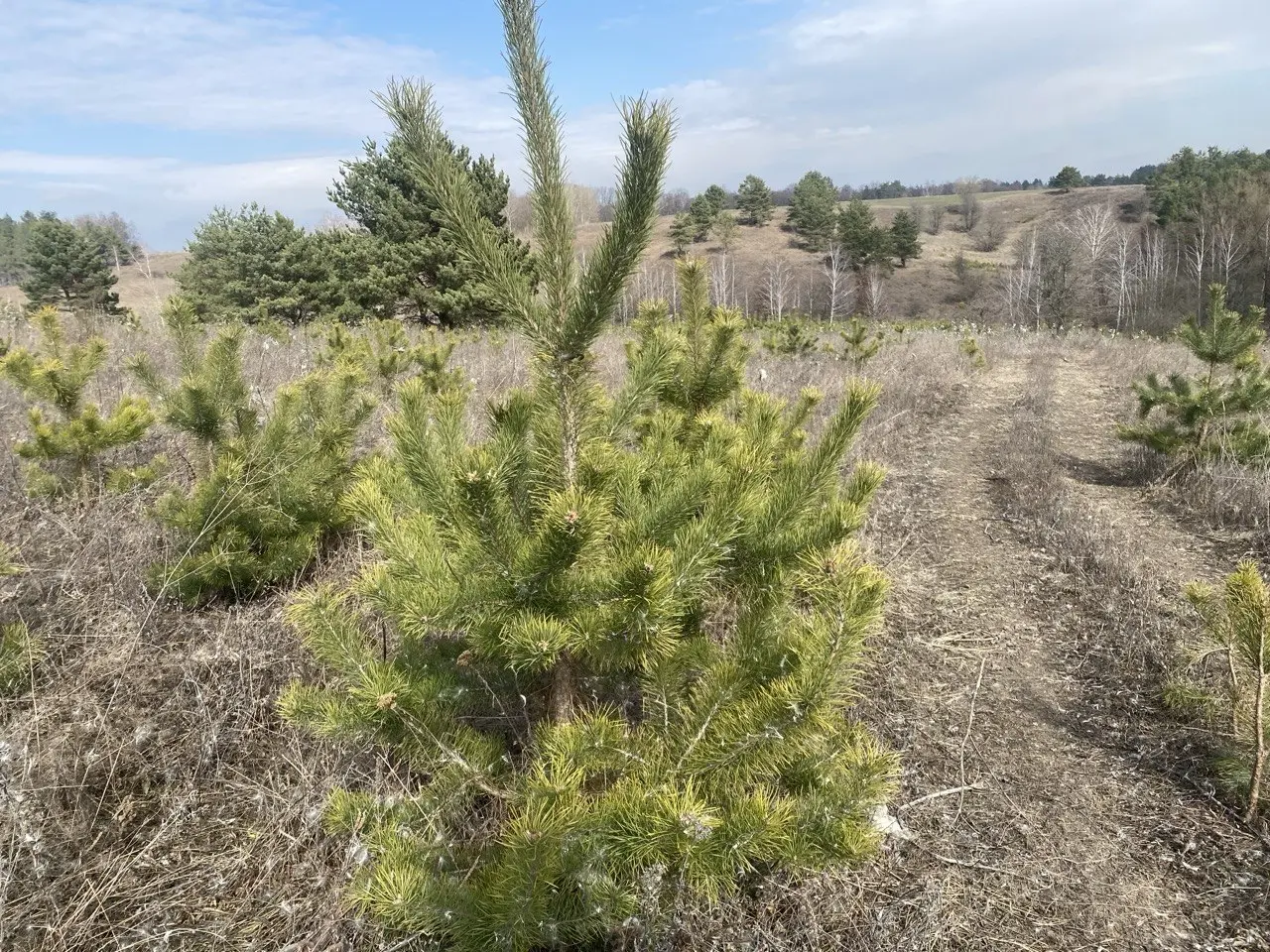 Фото Продаю земельный участок, Музичі, цена: 120000 $, код 4189