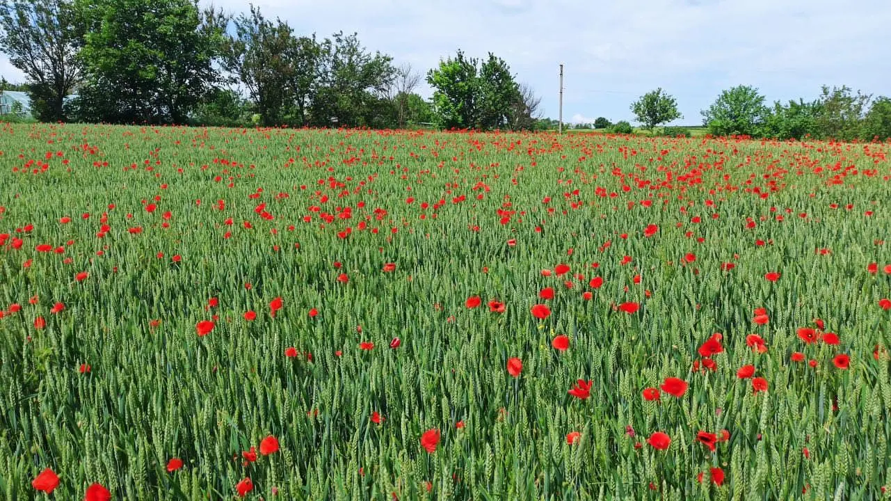 Фото Продаю земельну ділянку, Біла Церква, ціна: 20000 $, код 4589