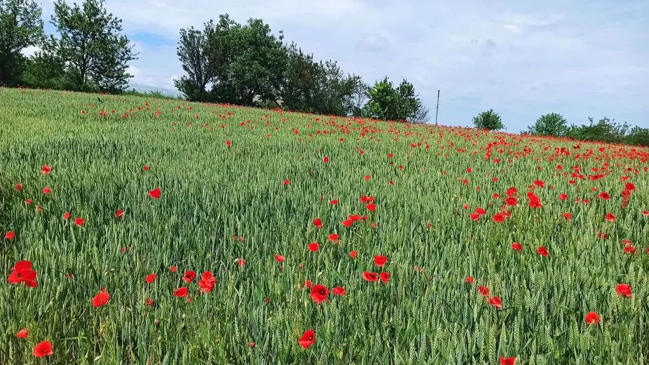 Фото Продаю земельну ділянку, Біла Церква, ціна: 20000 $, код 4589