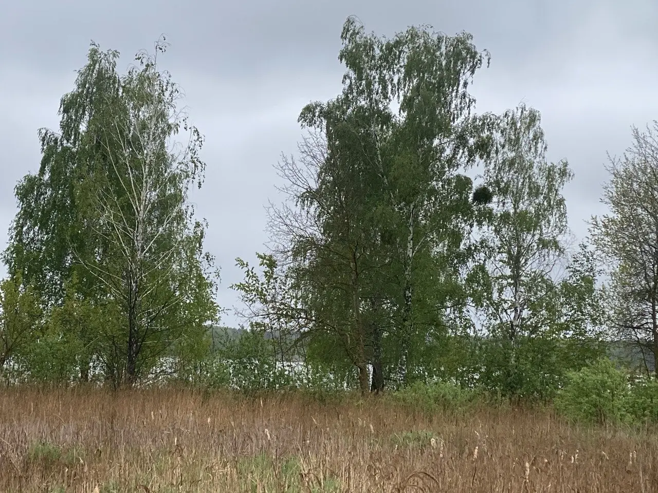 Фото Продаю земельну ділянку, Ясногородка, ціна: 4600 $, код 4787