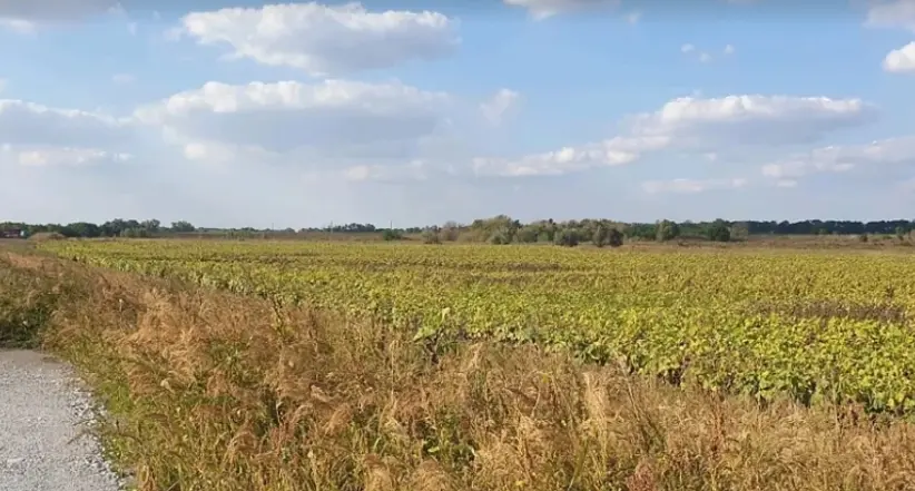 Фото Продаю земельну ділянку, Балівка, ціна: 50000 $, код 4943