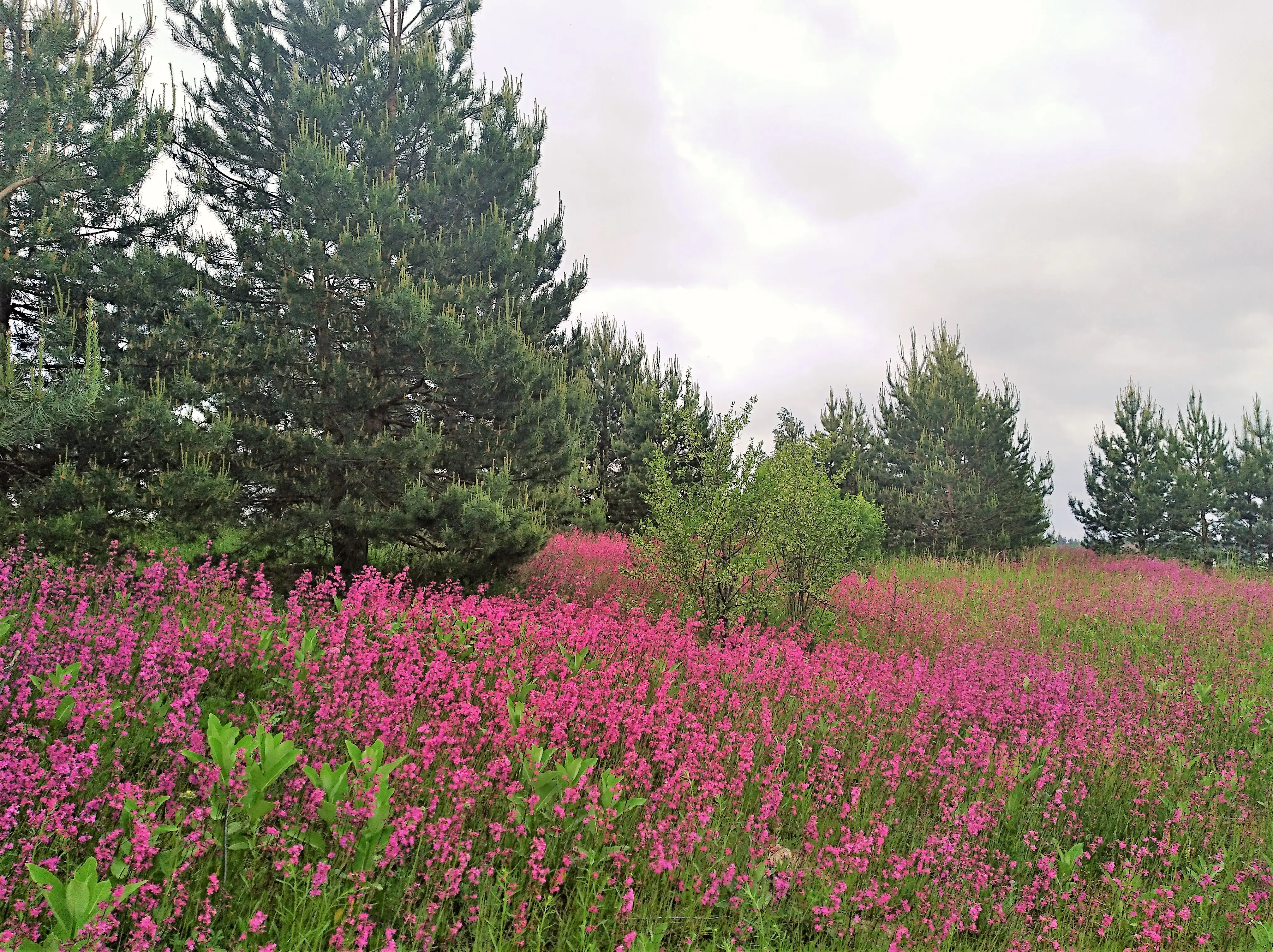 Фото Selling a land plot, Shpytky, price: 45000 $, code 5251