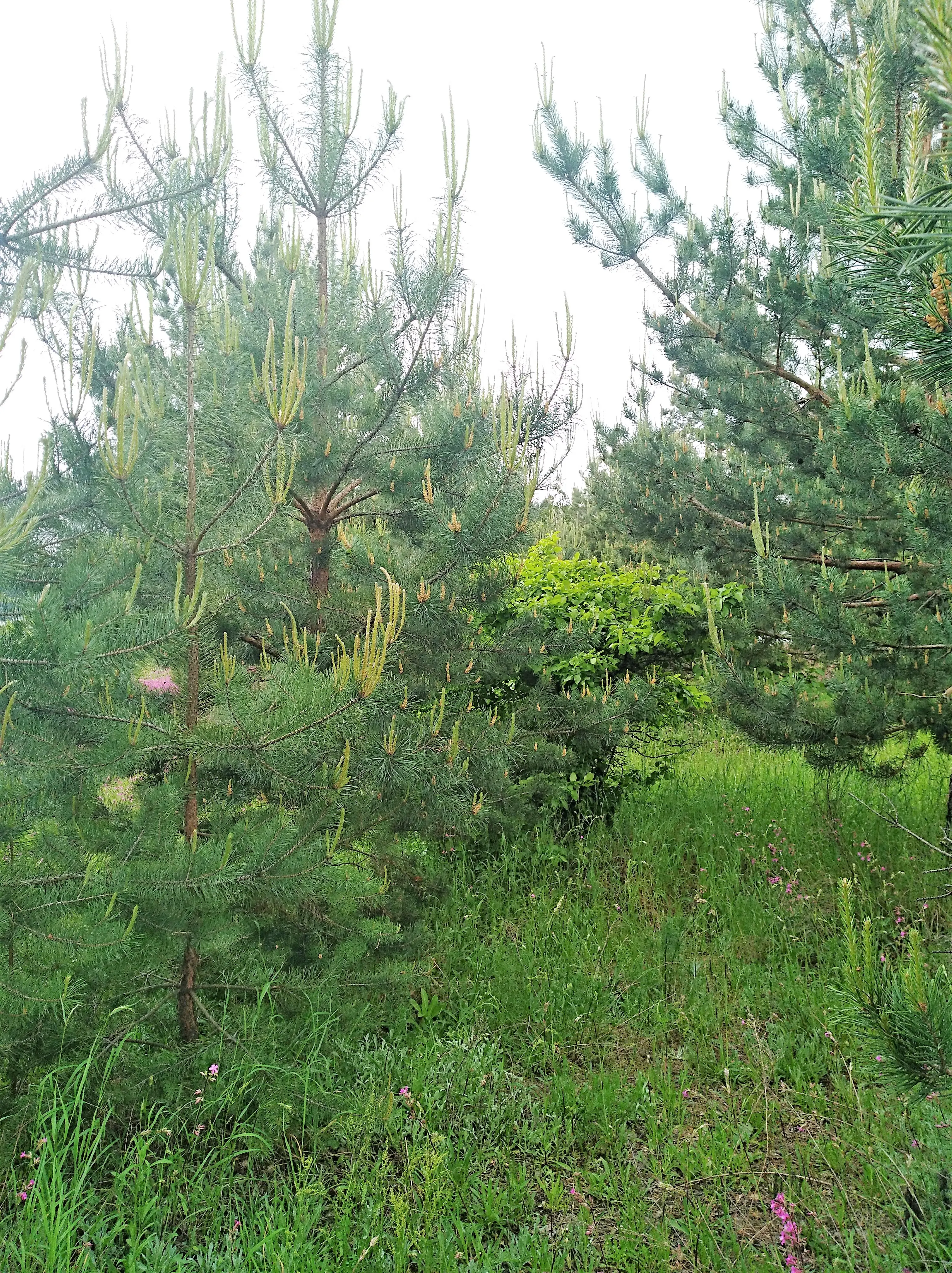 Фото Selling a land plot, Shpytky, price: 45000 $, code 5251