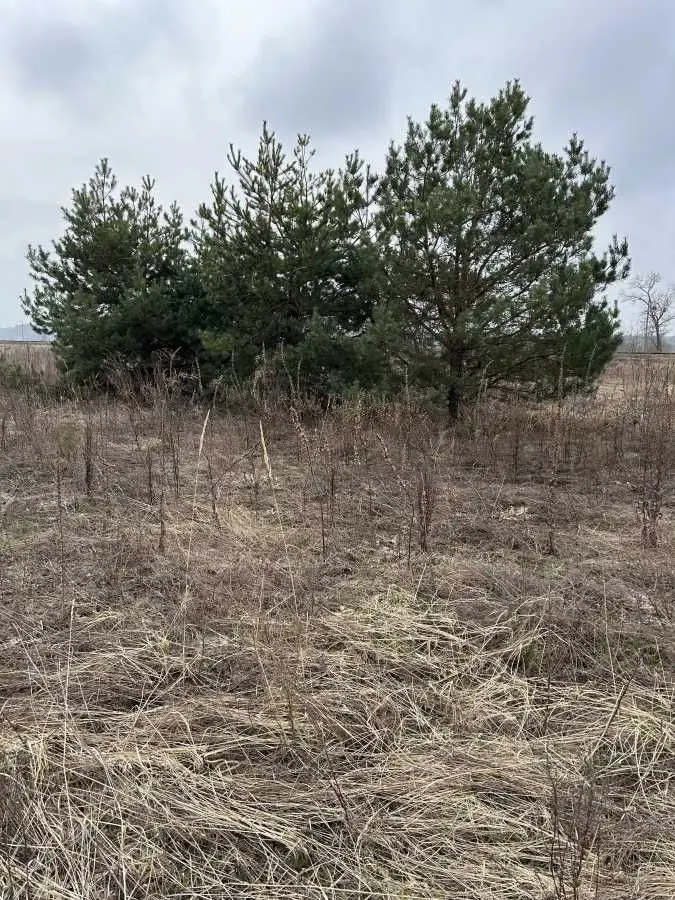 Фото Selling a land plot, Rozhivka, price: 12000 USD, code 5897