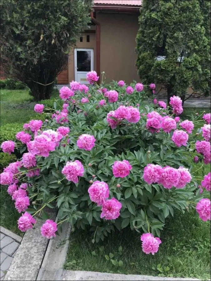 Фото Продаю дом, 145 кв. м, Хуст, цена: 135000 USD, код 5907
