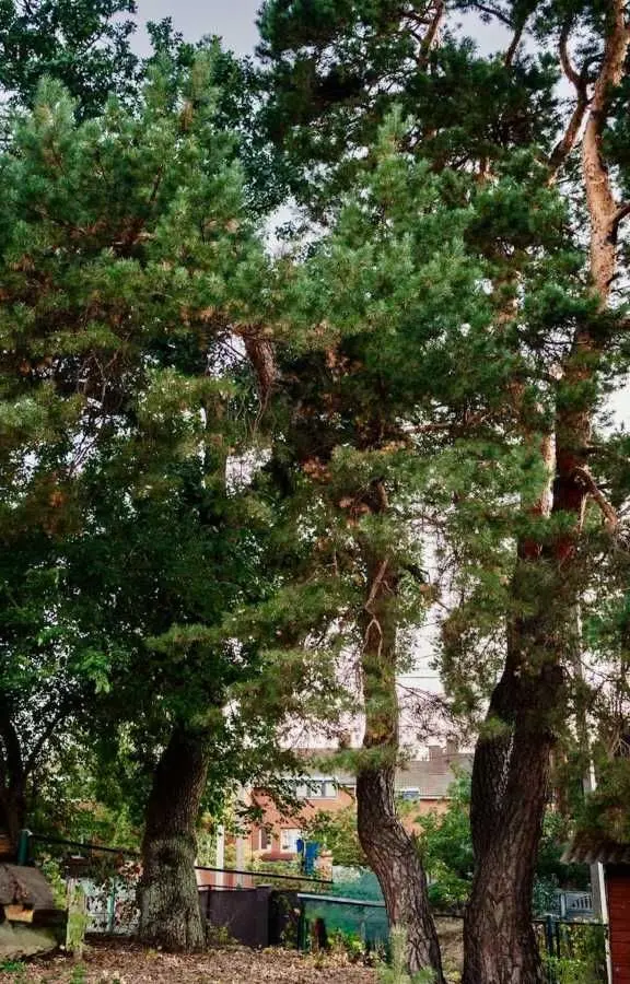 Фото Продаю земельну ділянку, Андрія Малишка вул.  Плюти, ціна: 99000 USD, код 6073