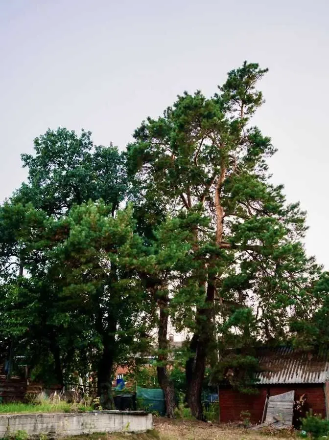Фото Продаю земельну ділянку, Андрія Малишка вул.  Плюти, ціна: 99000 USD, код 6073