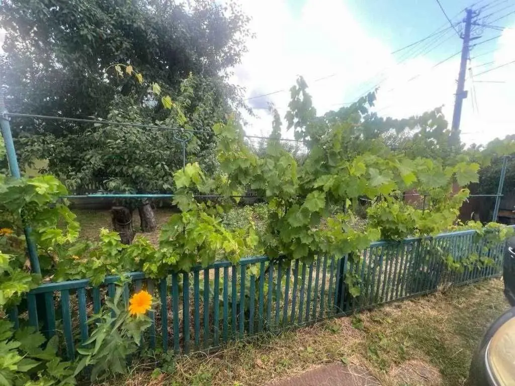 Фото Продаю будинок, 81 кв. м, Льодова вул. (Челюскіна)  Біла Церква, ціна: 80000 USD, код 6204