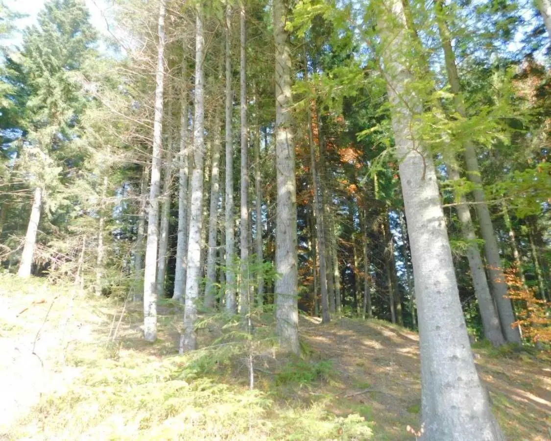 Фото Продаю будинок, 316 кв. м, Бориславська вул. 37 Східниця, ціна: 650000 USD, код 6670