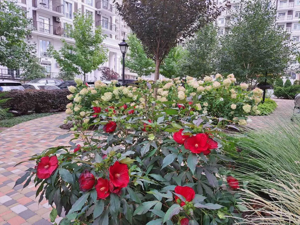 Фото Rent a 1-room apartment, Mykhaila Maksymovycha Street (Onufriia Trutenka Street)  Kyiv for long-term rent, price: 16900 UAH, code 8281