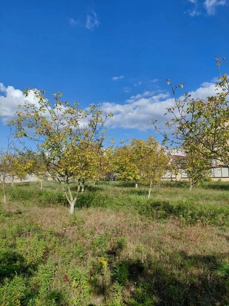 Фото Продаю земельну ділянку, Боголюби, ціна: 26000 USD, код 9018
