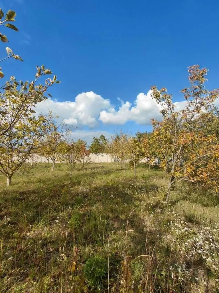 Фото Продаю земельну ділянку, Боголюби, ціна: 26000 USD, код 9018
