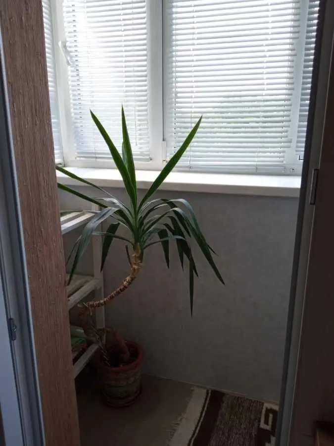 Фото Rent a 1-room apartment, Bohdana Havrylyshyna Street (Vandy Vasylevskoi Street) 13/1 Kyiv for long-term rent, price: 10000 UAH, code 9745